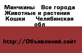 Манчкины - Все города Животные и растения » Кошки   . Челябинская обл.